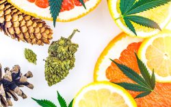 Cannabis,Terpenes,Concept,With,Marijuana,Bud,Lemons,Grapefruit,Leafs,And